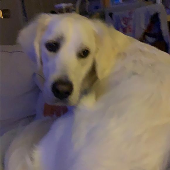 Meet your Posher, Pj - Picture 1 of 1